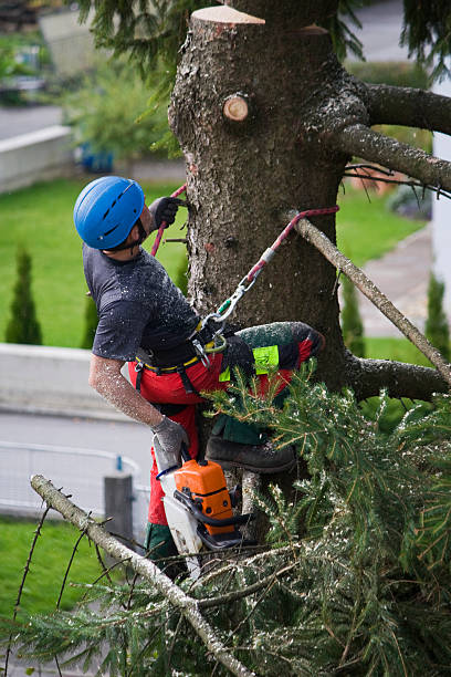 Dansville, NY Tree Care Services Company